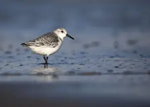 Shoreline Prints: Sanderling - standing along shoreline - December - Lincolnshire - England