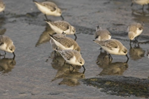 Sanderlings - feeding on sea shore in winter plumage Sanderlings - feeding on sea shore in winter plumage