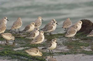 Sanderlings on sea shore in winter plumage