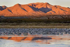 Sandhill Crane - over 15000 Sandhill Cranes spend the winter in the Bosque del Apache National Wildlife Reserve which encompasses the Rio Grande floodplain, irrigated farmlands and wetlands