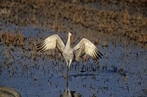 Images Dated 28th January 2005: Sandhill Crane Displaying.Bosque Del Apache National Wildlife Refuge, New Mexico, USA