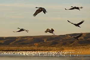 Images Dated 26th November 2009: Sandhill Crane - in flight over the water - Bosque del Apache National Wildlife Reserve - Rio