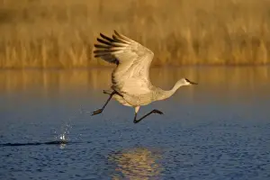 Taking Off Prints: Sandhill Crane - in flight over the water - Bosque del Apache National Wildlife Reserve - Rio Grande Valley - New