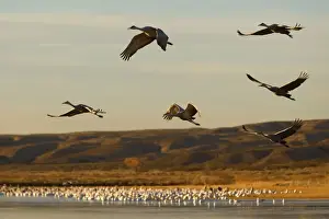 Sandhill Crane - in flight over the water - Bosque del Apache National Wildlife Reserve - Rio Grande Valley - New Mexico - USA