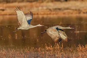 Crane Prints: Sandhill crane flying. Bosque del Apache National Wildlife Refuge