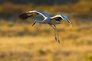 Sandhill Crane (Grus americana) at landing