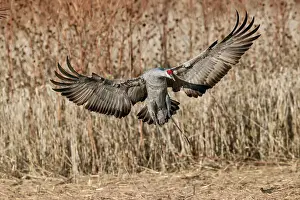 Landing Prints: Sandhill crane landing. Bosque del Apache National Wildlife Refuge