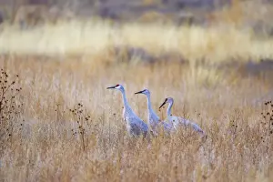 Sandhill Crane - Amongst Marshland Vegetation Grus canadensis Bosque Del Apache NWR New Mexico, USA BI017132