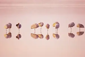 Sunsets And Sunrise Prints: Sandhill Crane - Roost before Sunrise Grus canadensis Bosque Del Apache NWR New Mexico