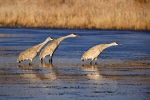 Images Dated 2nd December 2009: Sandhill Crane - standing in the water - Bosque del Apache National Wildlife Reserve - Rio Grande
