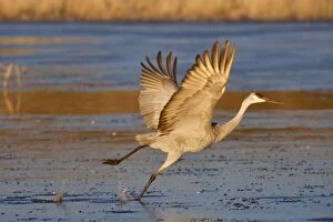 Images Dated 2nd December 2009: Sandhill Crane - taking flight over the water - Bosque del Apache National Wildlife Reserve - Rio