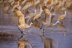 Taking Off Prints: Sandhill Crane - taking flight over the water - Bosque del Apache National Wildlife Reserve - Rio Grande Valley - New