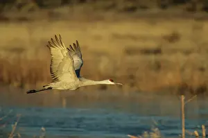 Cranes Prints: Sandhill Crane - Taking off from frozen lake Bosque del Apache NWR New Mexico