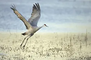 Cranes Prints: Sandhill Crane - Taking off Grus canadensis Bosque Del Apache NWR New Mexico, USA BI017105
