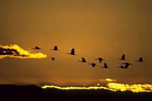 Leadership Prints: Sandhill Cranes - Dawn Flight Bosque del Apache NWR New Mexico, USA BI006840