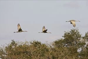 Sandhill Cranes - In flight