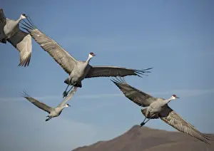 Migrant Prints: Sandhill cranes - in flight, winter. Bosque del Apache National Wildlife Refuge