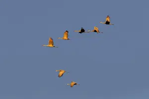 Cranes Prints: Sandhill cranes flying at sunrise