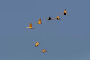 Behavior Collection: Sandhill cranes flying at sunrise. Bosque del Apache National Wildlife Refuge