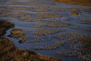 Images Dated 17th June 2011: Sandhill Cranes - roosting along Platte River in early morning - Nebraska - Spring migration