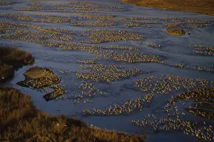 Sandhill Cranes - roosting along Platte River in early morning - Nebraska - Spring migration - March B8148