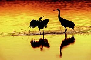 Behavior Collection: Sandhill cranes silhouetted at sunset. Bosque del Apache National Wildlife Refuge
