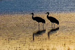 Sandhill cranes silhouetted at sunset. Bosque del Apache National Wildlife Refuge, New Mexico Date: 22-11-2019