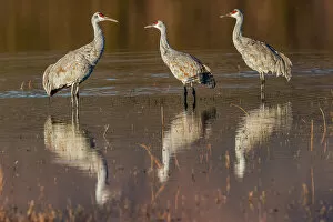 Behavior Collection: Sandhill cranes standing in pond. Bosque del Apache National Wildlife Refuge