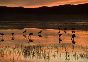 Sandhill Cranes - at sunset Bosque del Apache National Wildlife Refuge