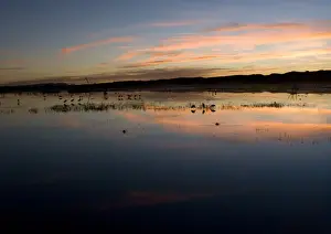 Marshland Prints: Sandhill Cranes - at sunset Bosque del Apache National Wildlife Refuge