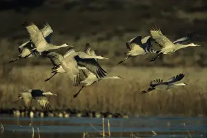 Sandhill Cranes - Taking off frozen lke Bosque del Apache NWR New Mexico, USA BI006827