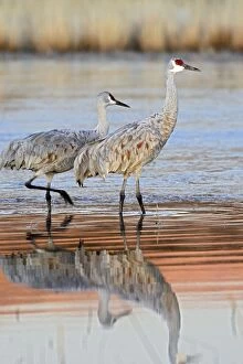 Images Dated 4th December 2008: Sandhill Cranes - winter