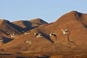 Images Dated 1st December 2008: Sandhill Cranes - winter - Bosque del Apache National