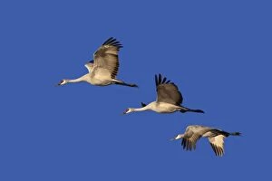 Images Dated 2nd December 2008: Sandhill Cranes - winter - Bosque del Apache National