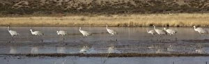 Images Dated 20th December 2005: Sandhill cranes - in winter. Bosque del Apache National Wildlife Refuge