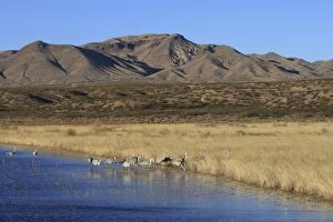 Images Dated 30th November 2008: Sandhill Cranes - winter - Bosque del Apache National