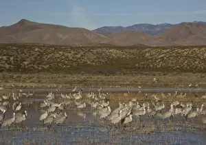 Bird Reserve Prints: Sandhill cranes - in winter. Bosque del Apache National Wildlife Refuge