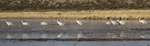 Sandhill cranes - in winter. Bosque del Apache National Wildlife Refuge