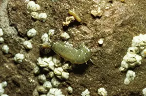 Sandhopper