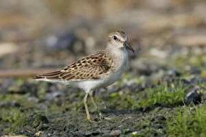 Images Dated 4th September 2004: Least Sandpiper