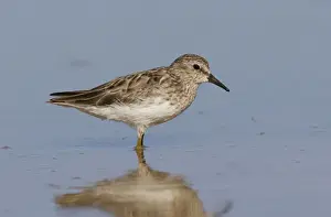 Sandpiper Prints: Least Sandpiper - Southeast Arizona in March - USA