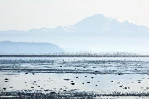 Boundary Gallery: Sandpipers, Boundary Bay, British Columbia
