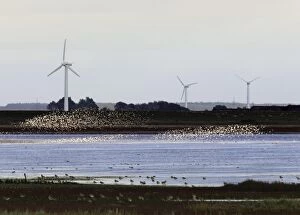 Sandpipers - flocks in flight with wind turbines in background in winter