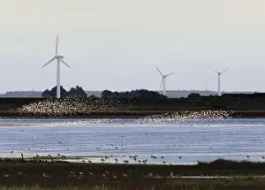 Sandpipers - flocks in flight with wind turbines in background in winter. Husum, North of Germany