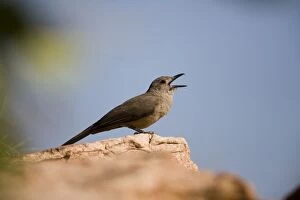 Sandstone Shrike-thrush singing