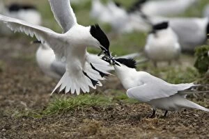 Images Dated 3rd June 2006: Sandwich Tern-2 birds fighting over sandeels, Farne Isles, Northumberland UK