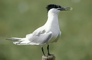 Posts Prints: Sandwich Tern ME 779 Sterna sandvicensis © Johan De Meester / ardea. com