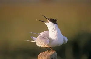 Flexible Prints: Sandwich Tern ME 802 Calling Sterna sandvicensis © Johan De Meester / ardea. com