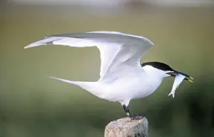 Tagged Prints: Sandwich Tern ME 806 With fish beak Sterna sandvicensis © Johan De Meester / ardea