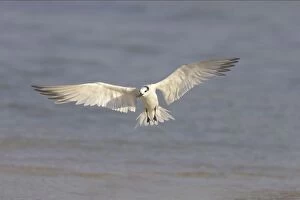Sandwich Tern coming in to land